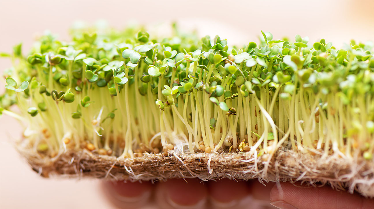 Microgreen 2