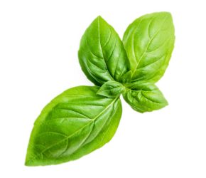 Basil