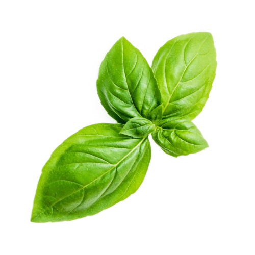 Basil