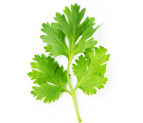 Cilantro