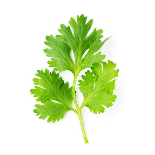 Cilantro