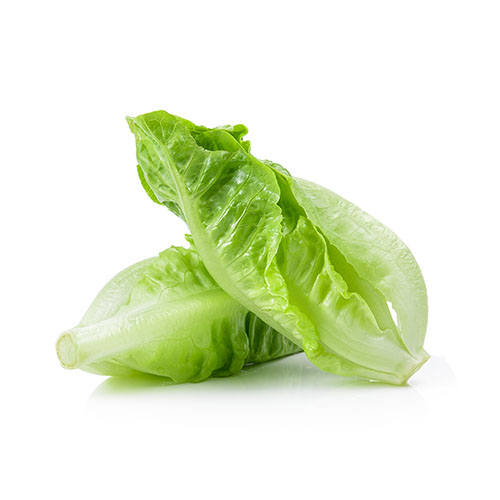 Romaine Lettuce