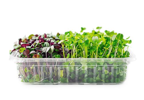 microgreens-radish-arugula-plastic-container-white-background