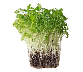Cilantro