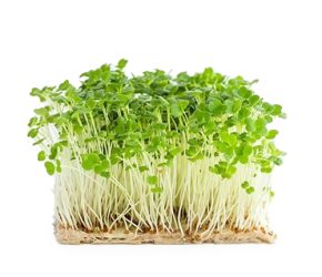 Arugula