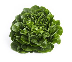 Green Butterhead