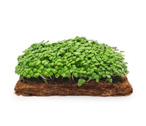 Lemon Basil