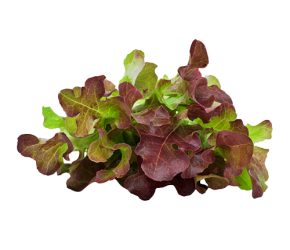 Red Oakleaf