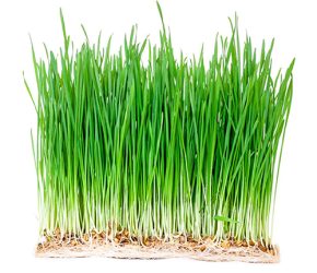 Wheatgrass