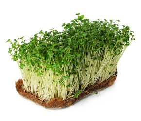 Watercress
